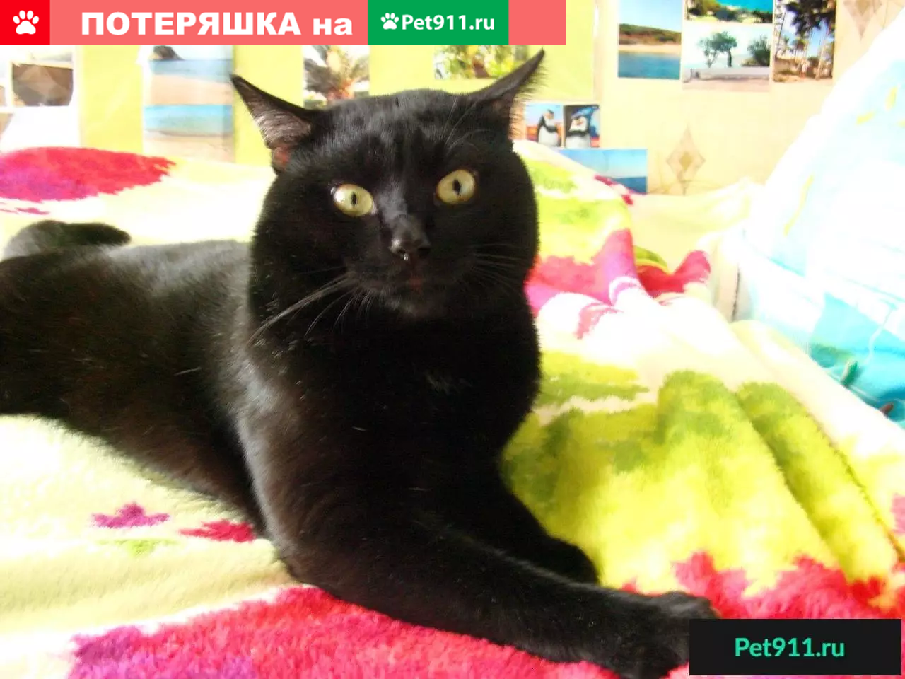 Пропала черная кошка в Солнечногорске, ул. Красная, дом 174. | Pet911.ru