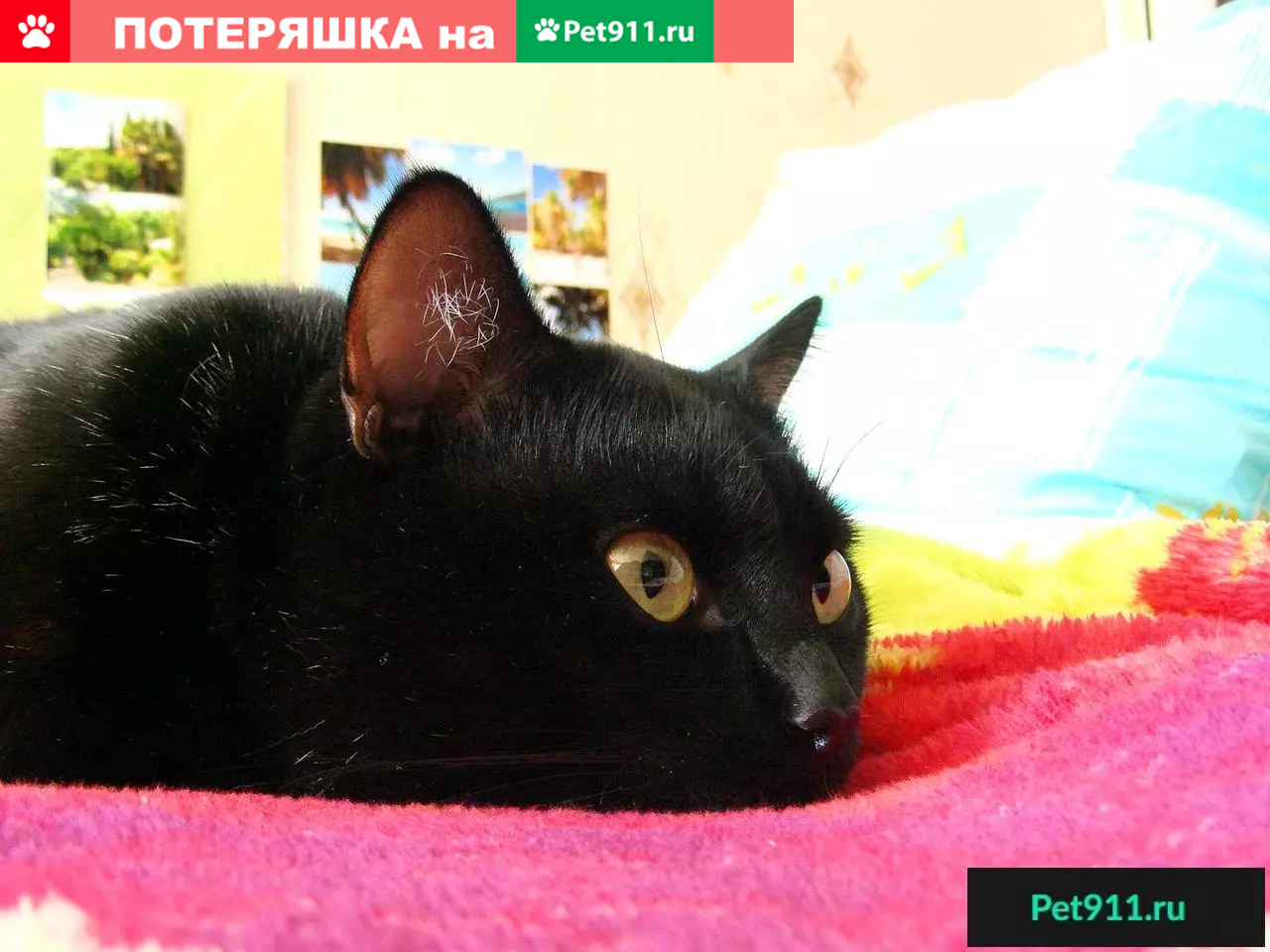 Пропала черная кошка в Солнечногорске, ул. Красная, дом 174. | Pet911.ru