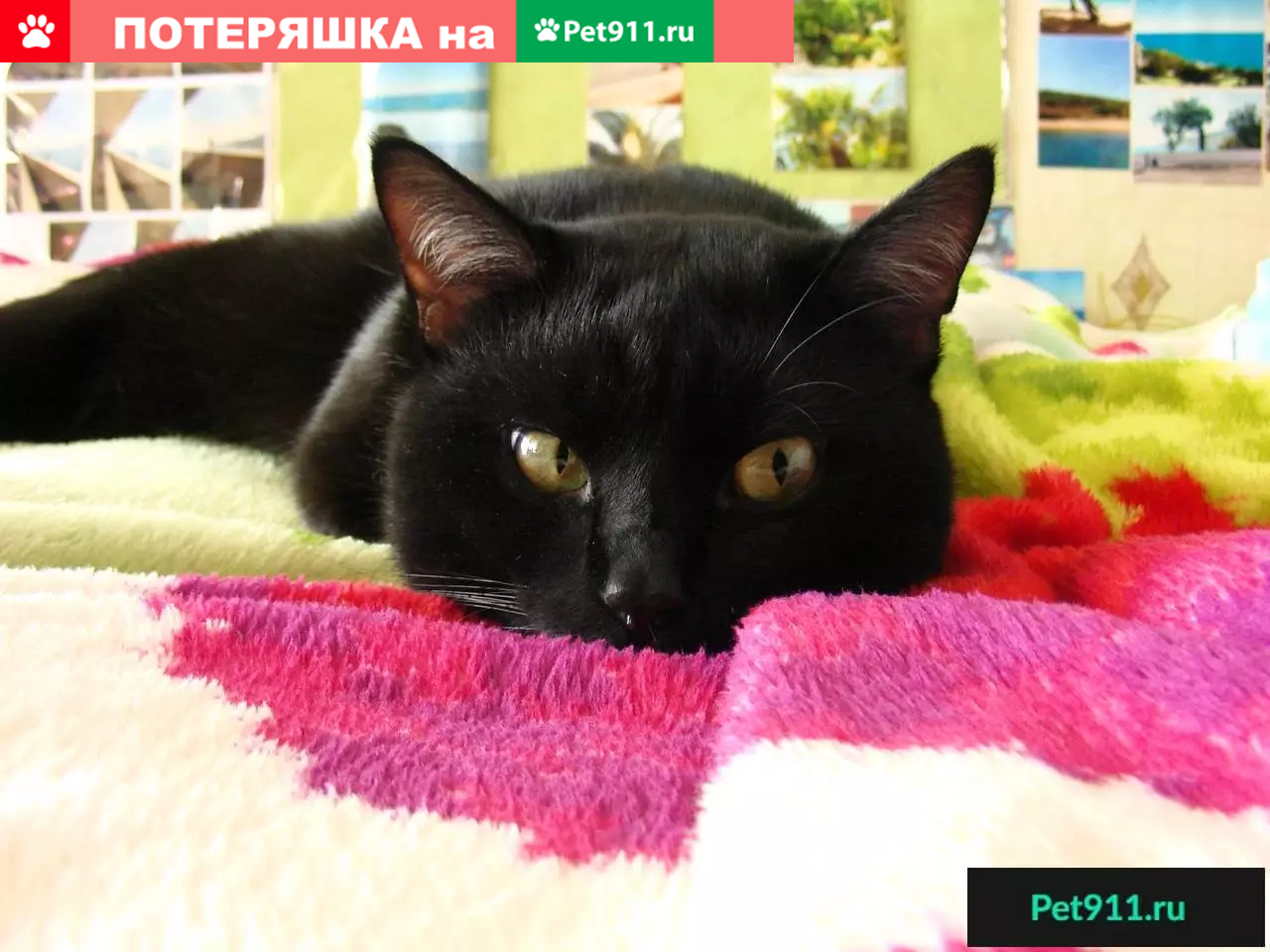 Пропала черная кошка в Солнечногорске, ул. Красная, дом 174. | Pet911.ru