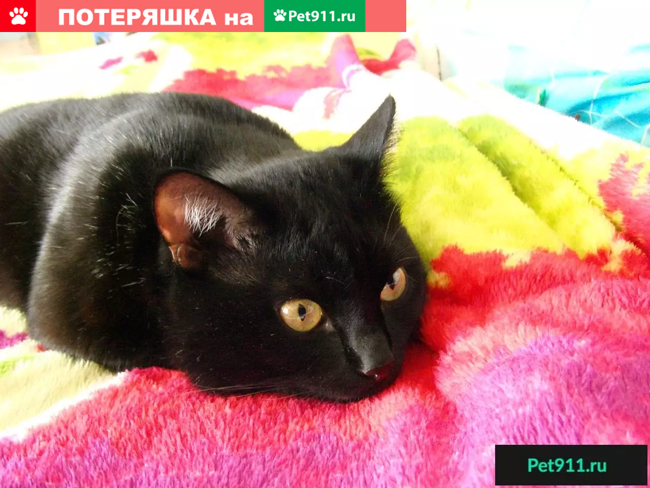 Пропала черная кошка в Солнечногорске, ул. Красная, дом 174. | Pet911.ru