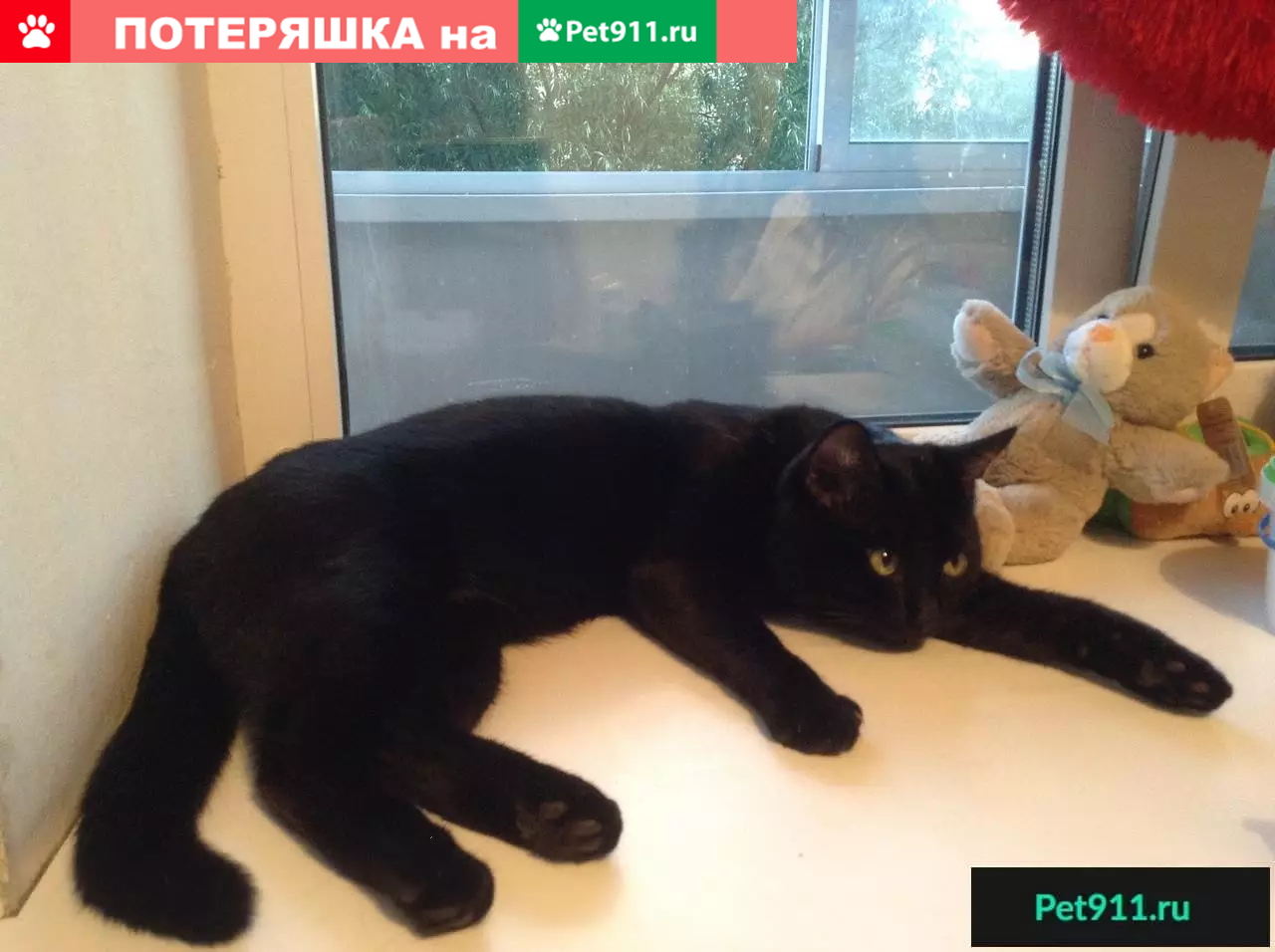 Пропала черная кошка в Солнечногорске, ул. Красная, дом 174. | Pet911.ru