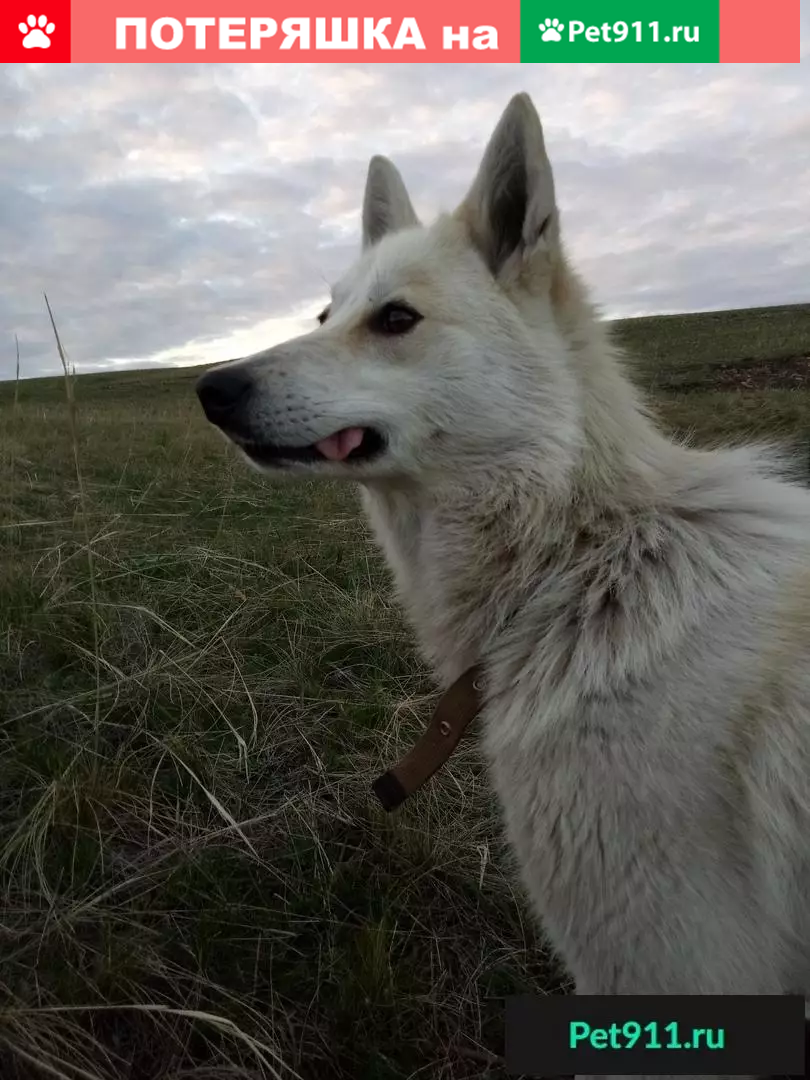 Пропала собака Кума в деревне Старый Сибай | Pet911.ru