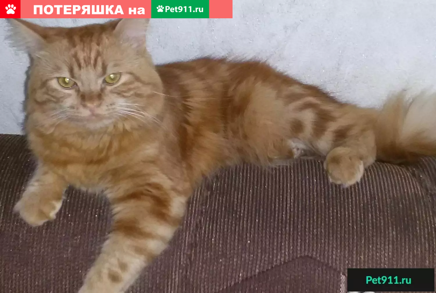 Пропала кошка в Славянске-на-Кубани | Pet911.ru