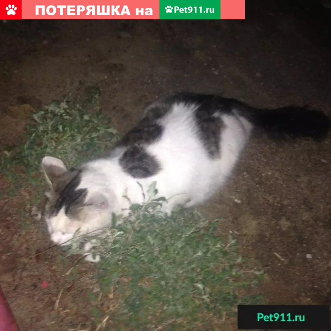 Найдена кошка около дома в Волгограде | Pet911.ru