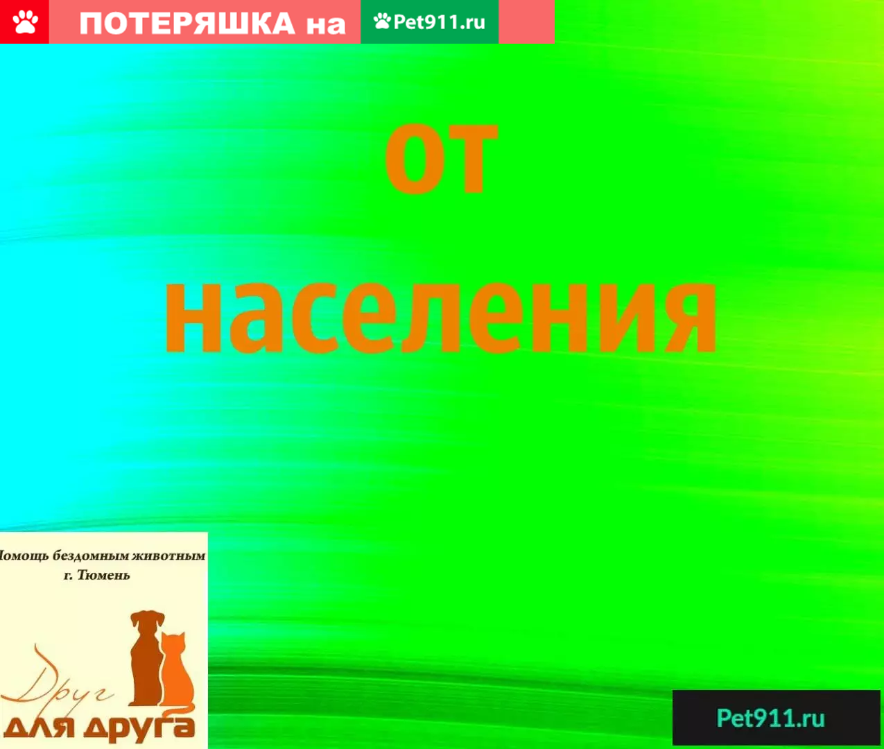 Найдены котята, нужен дом (Тюмень) | Pet911.ru