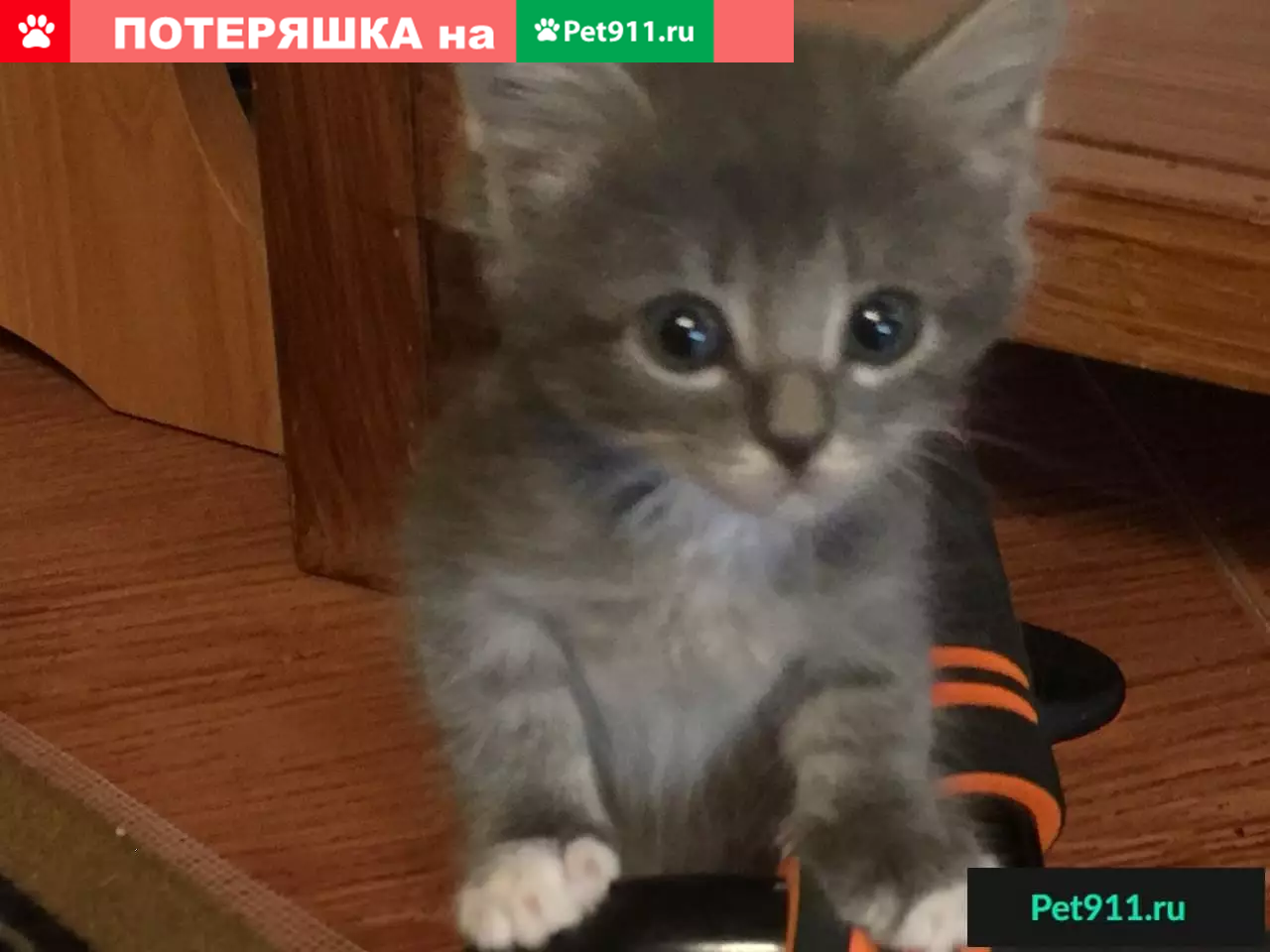 Найдены котята в Самаре - отдам в добрые руки | Pet911.ru