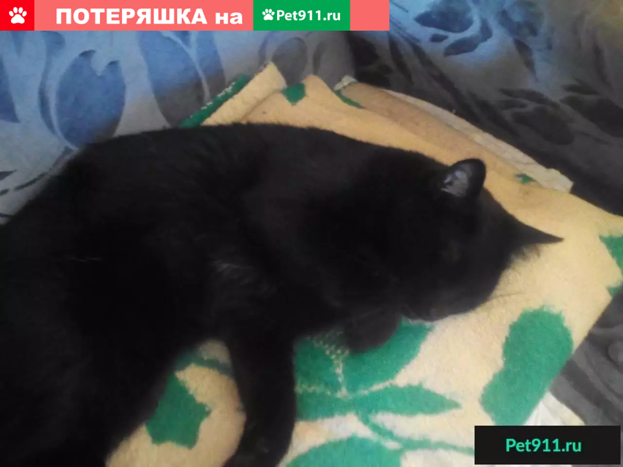 Пропала кошка Милла, адрес: Дериглазова, дом 1, Курск. | Pet911.ru