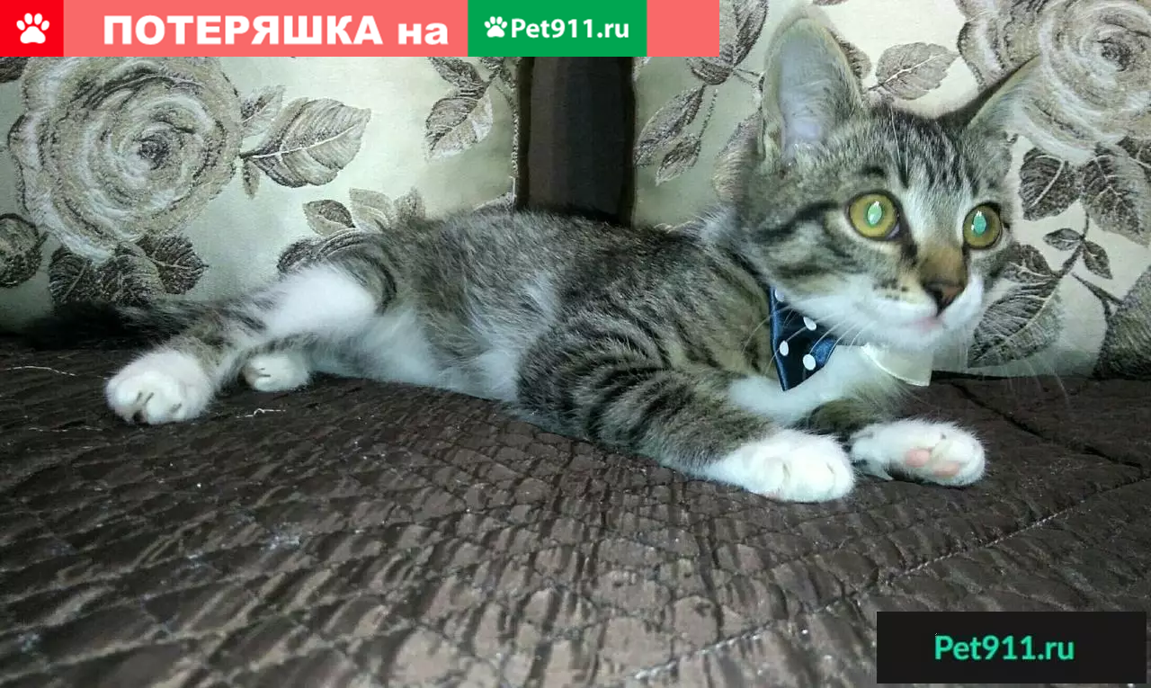 Найдена кошка в Назарово, ищем дом для маленького котика. | Pet911.ru