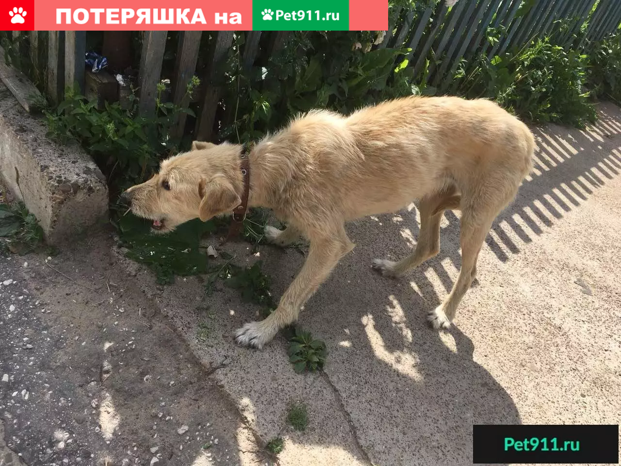 Найдена истощенная собака в Мариинском Посаде | Pet911.ru