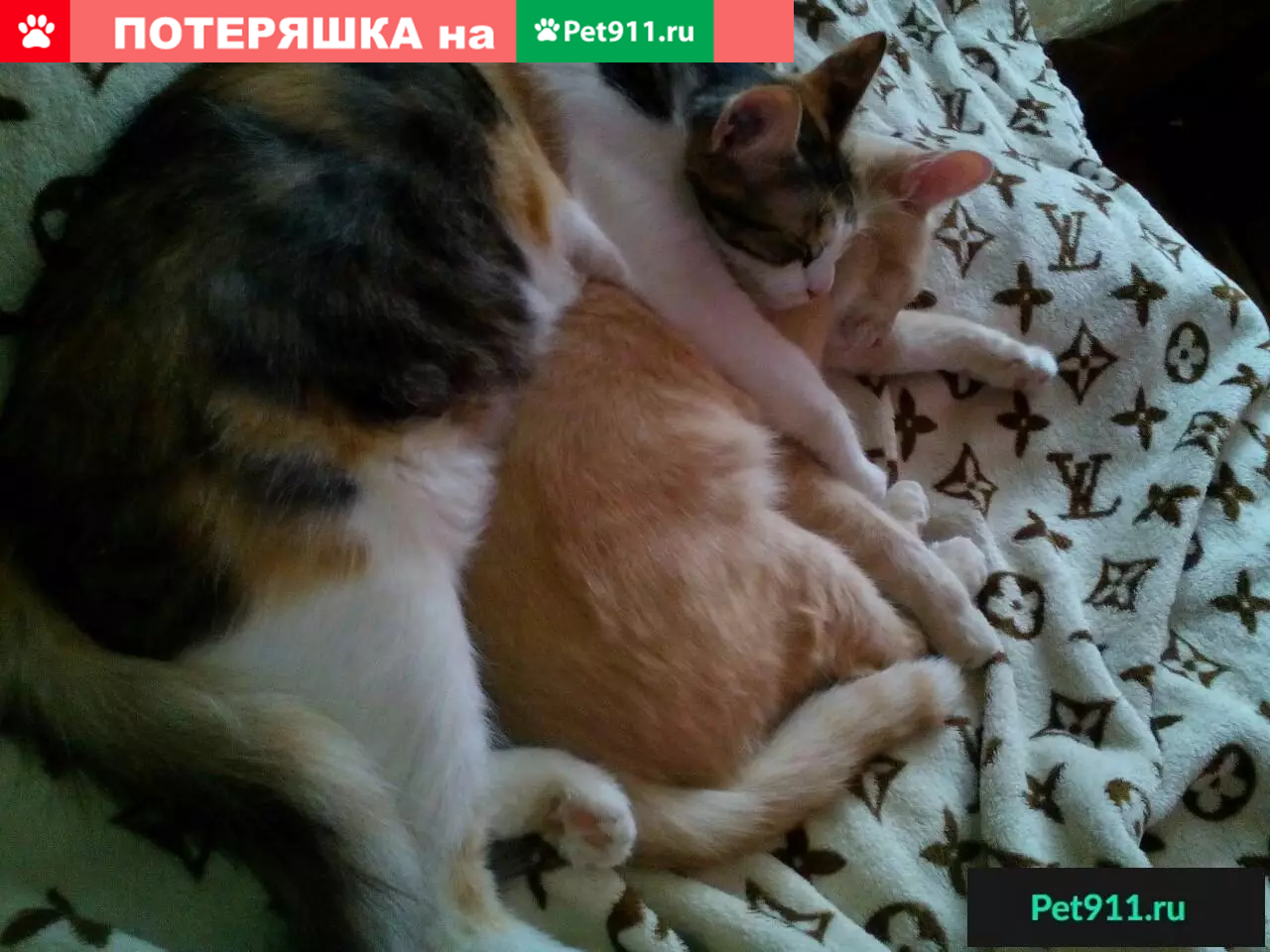 Найдена кошка Пинки ищет дом в Ярославле | Pet911.ru