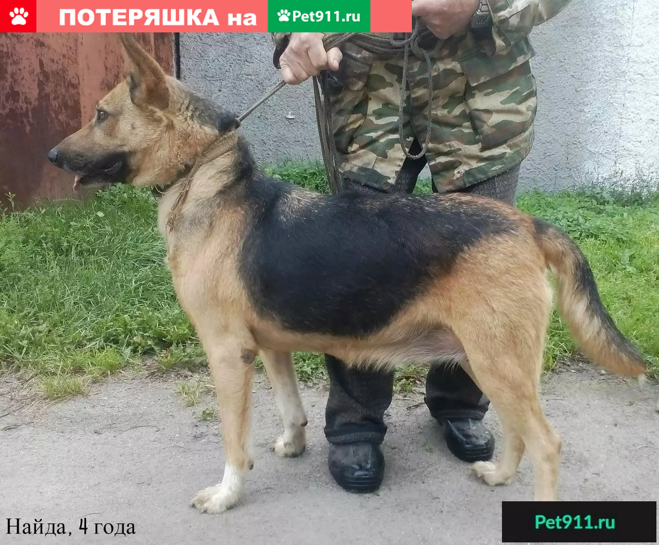 Найдена собака Ищет Дом в Калининграде! | Pet911.ru