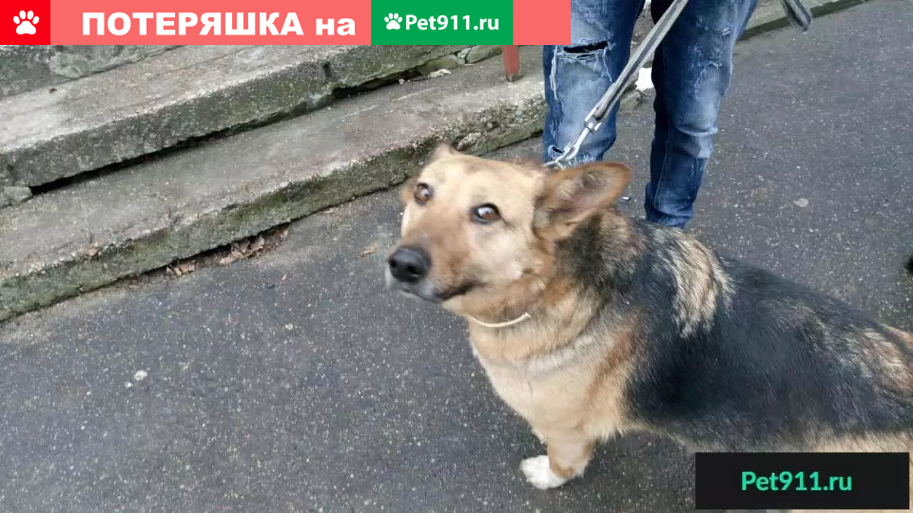 Найдена собака Ищет Дом в Калининграде! | Pet911.ru