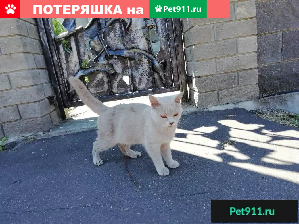 Найдена домашняя кошка в Балашихе | Pet911.ru