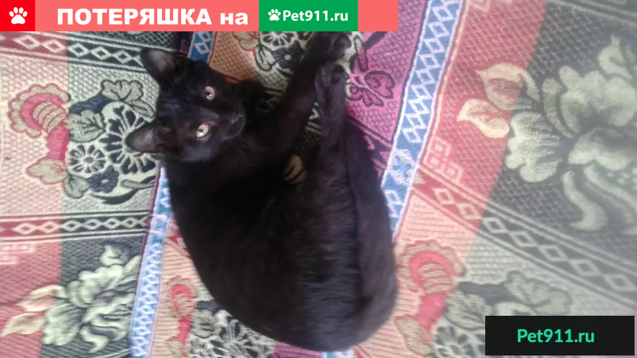 Найдена кошка в Улан-Удэ, ищут новый дом. | Pet911.ru