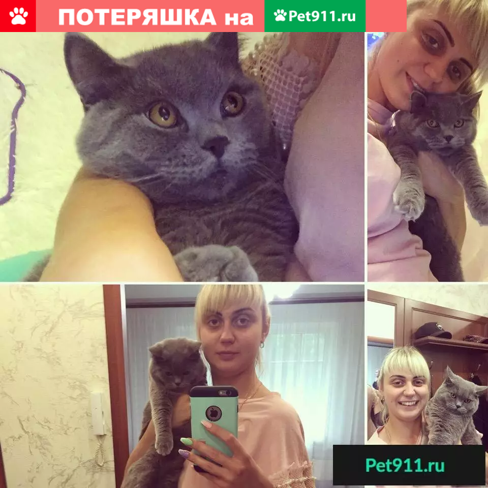 Пропала кошка Бася в Прокопьевске, помогите найти! | Pet911.ru