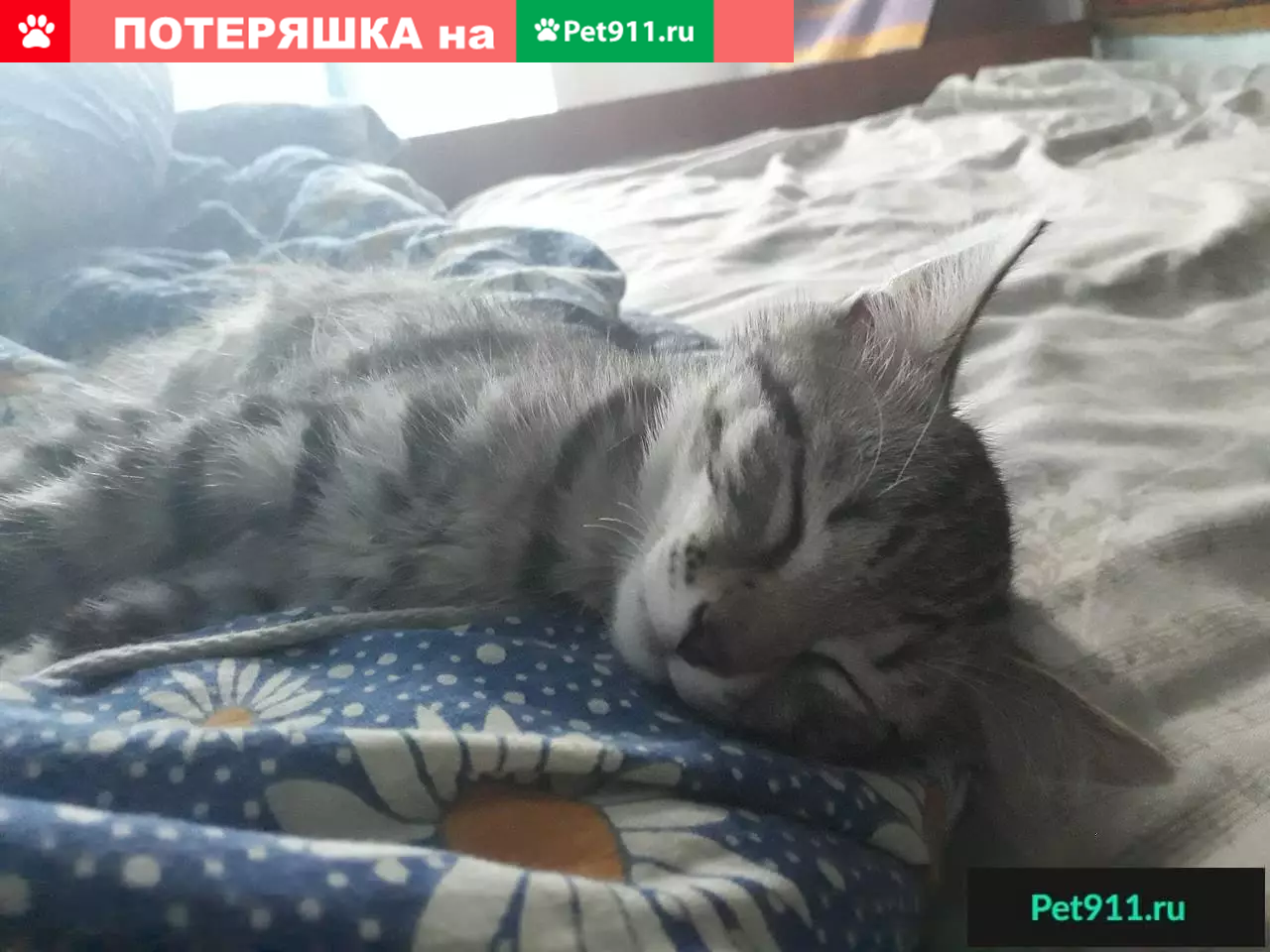 Найден серенький котенок в Новокузнецке | Pet911.ru