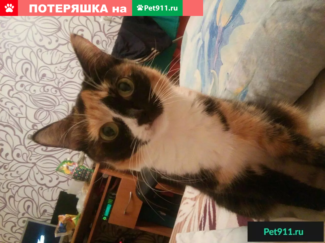 Найдена кошка, отдам мальчишек в хорошие ручки (Красноярск) | Pet911.ru