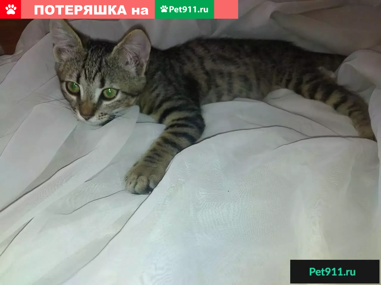 Найдены котята в Ялте, ищем дом - photo 2