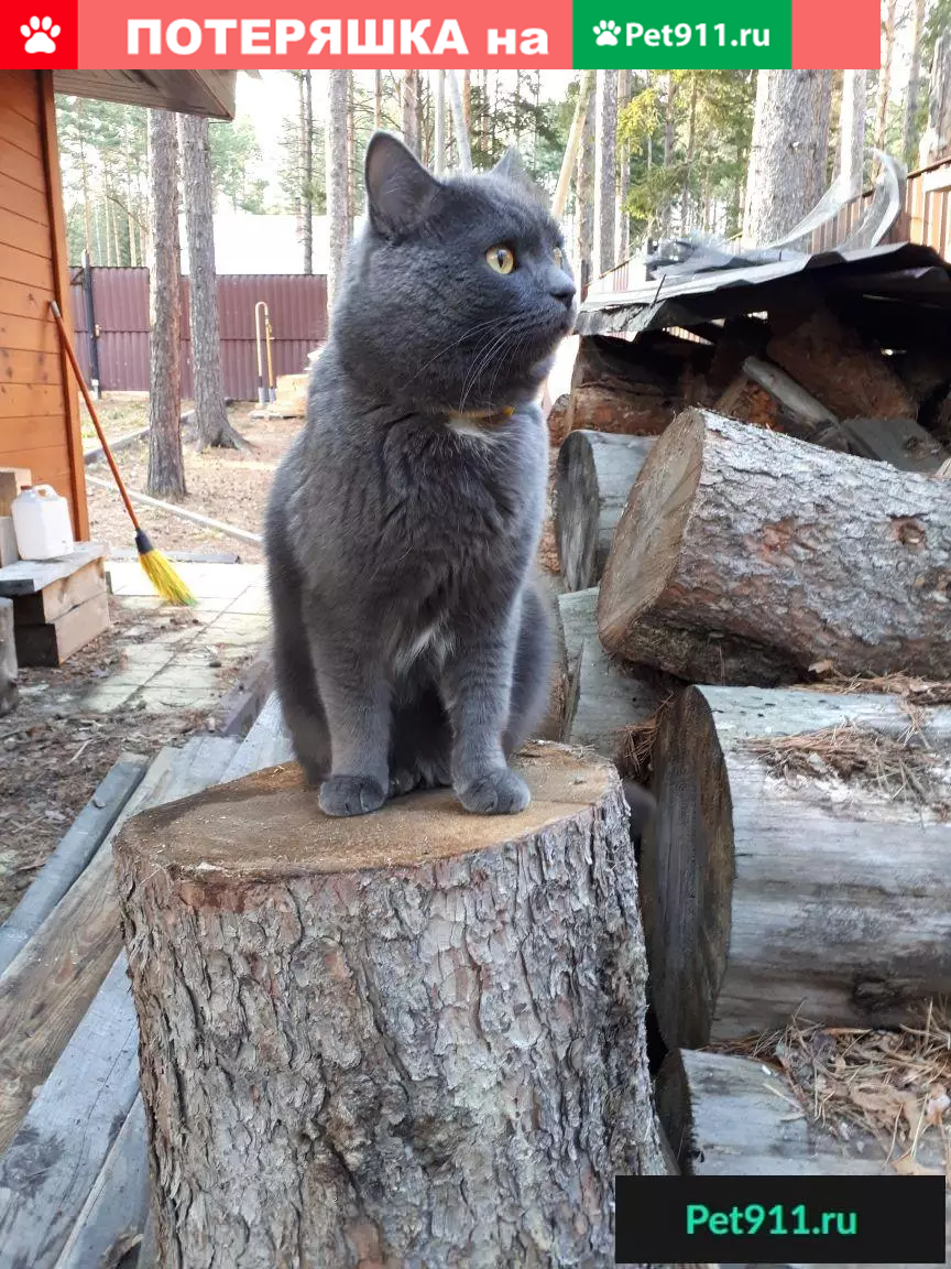 Пропала кошка в Томске: серый кот с белым пятном и желтыми глазами. |  Pet911.ru