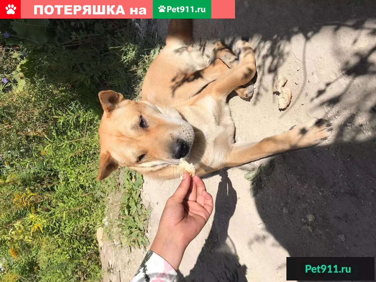 Найдена собака в Нижнем Новгороде, адрес - пгт.Черепичный 2а. | Pet911.ru