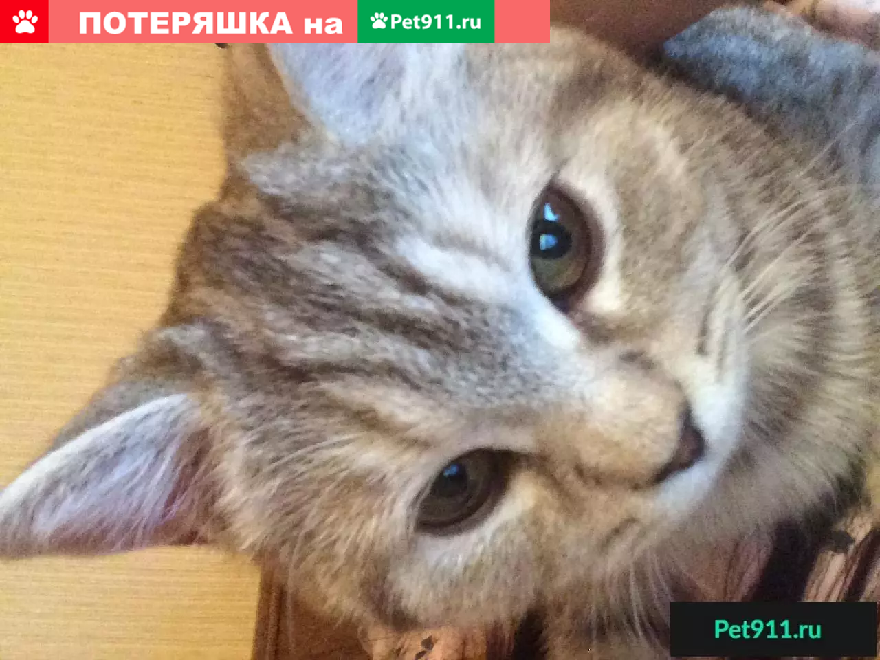 Пропала кошка на ул. Маршала Чуйкова, 57 (Волгоград) | Pet911.ru