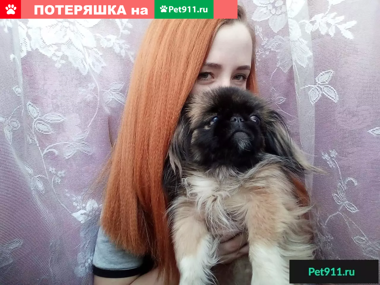 Пропала собака Жужа в селе Дорохово, Красноярский край | Pet911.ru