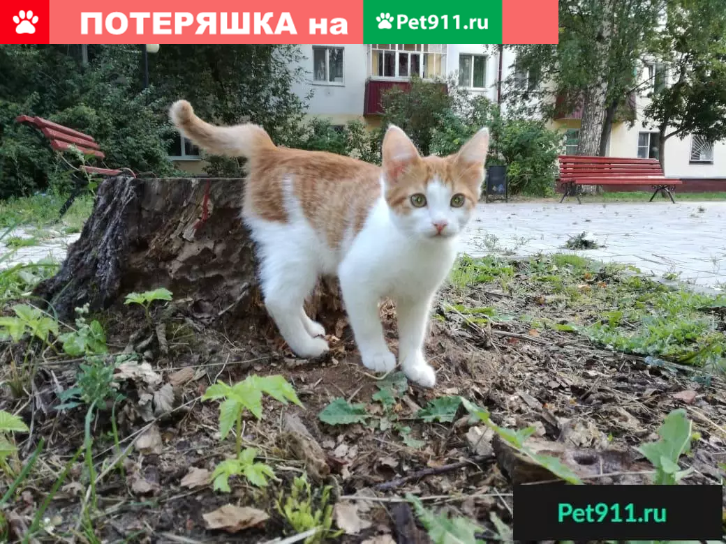 Найдена кошка в Зеленодольске, нужен дом! | Pet911.ru