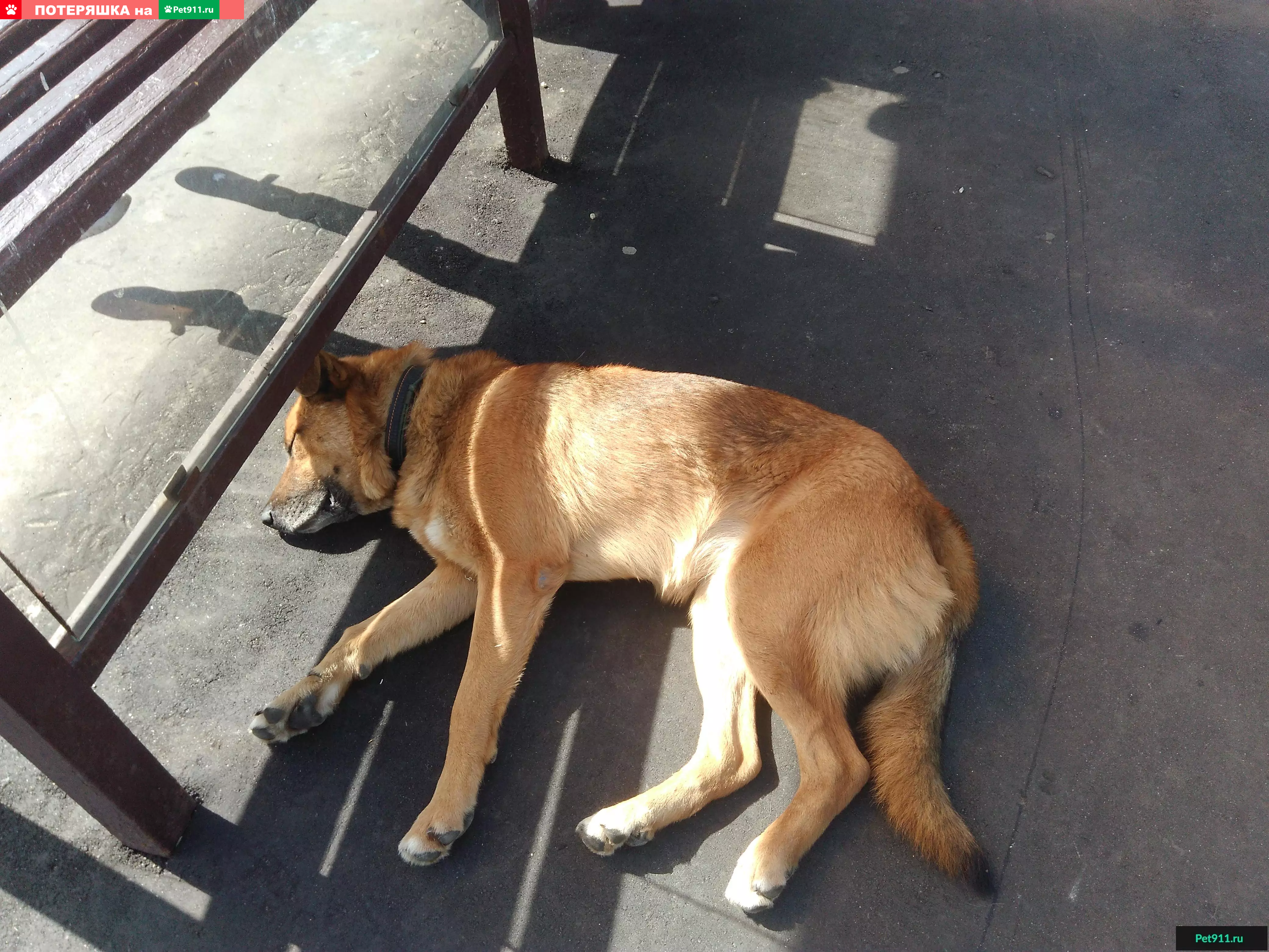 Найдена рыжая собака на остановке, г. Москва