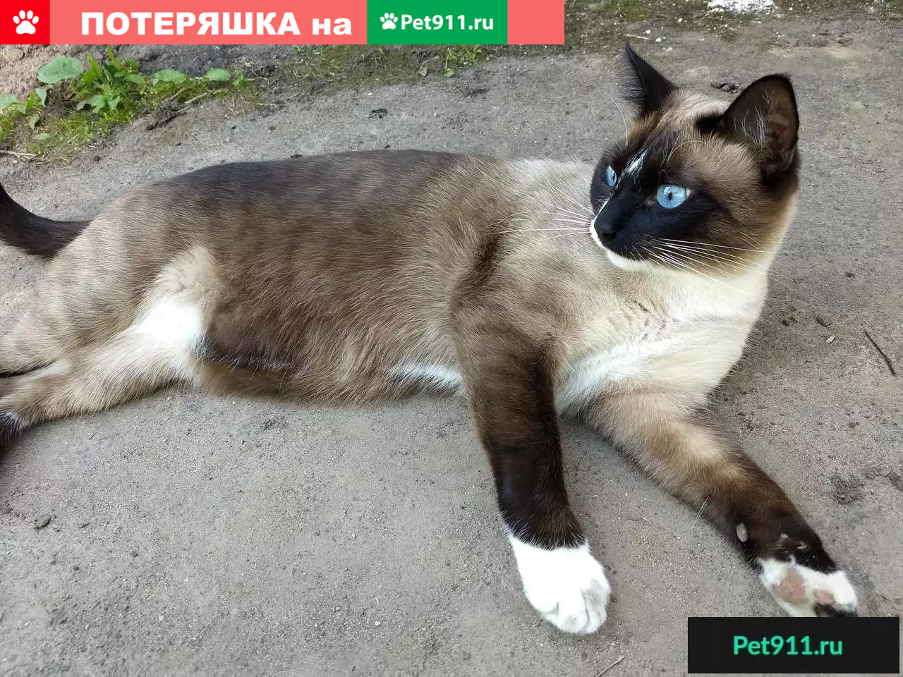Пропал сиамский кот в д. Орудово, Тверская область