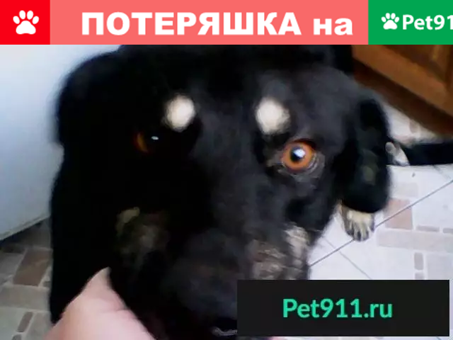 Пропала собака на ул. Уритского, Орехово-Зуево