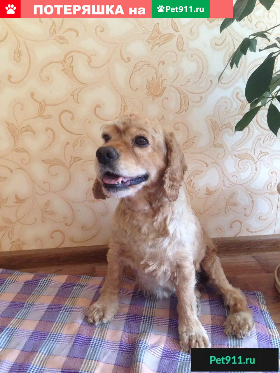 Собака-кокер найдена в Балаклавском парке