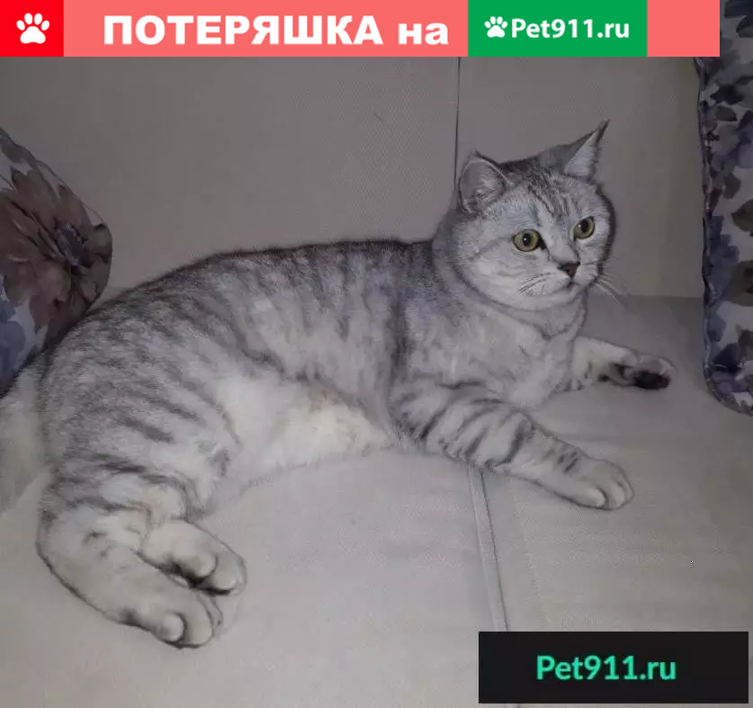 Пропал британский кот на ул. 50 лет Октября (Норильск)