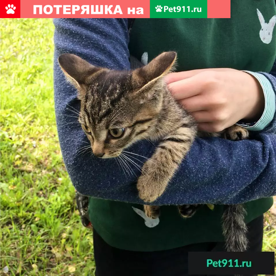 Найден котенок в Смайл-сити (Томск) | Pet911.ru