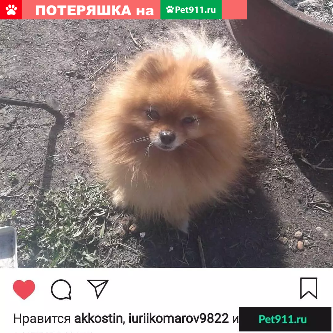 Пропала собака Ник в Красноярске, ул. Тотмина 13А | Pet911.ru