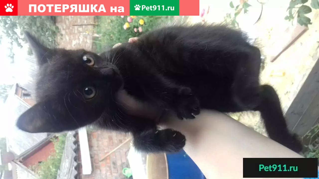 Найден маленький чёрный котёнок в Туле, нужен дом! | Pet911.ru