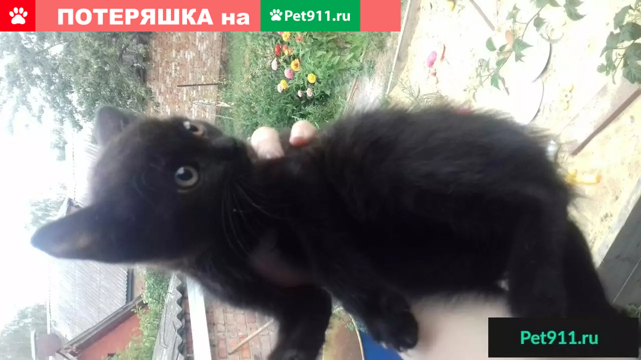 Найден маленький чёрный котёнок в Туле, нужен дом! | Pet911.ru