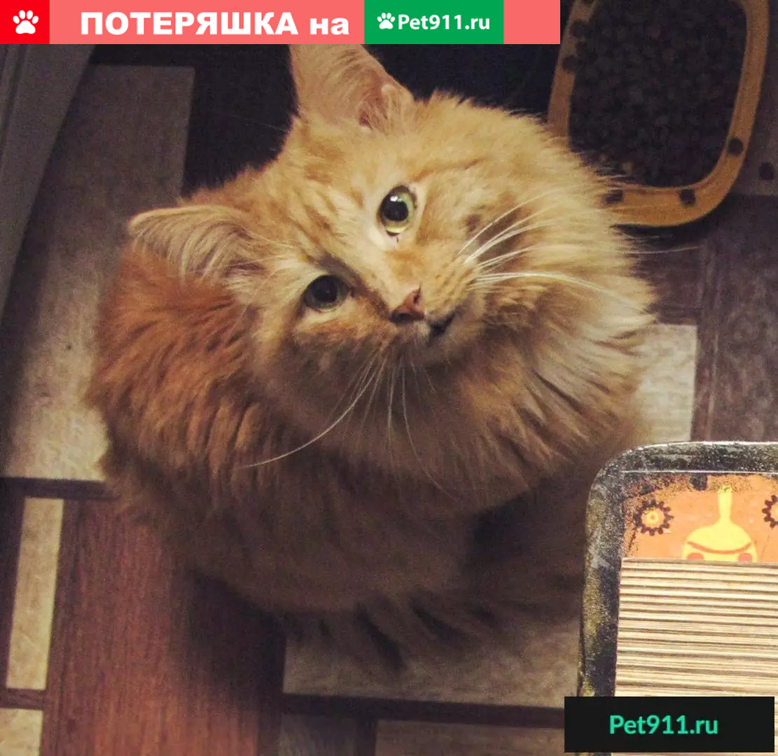 Пропал кот Лис, Липецк, ул. Московская, 145 | Pet911.ru