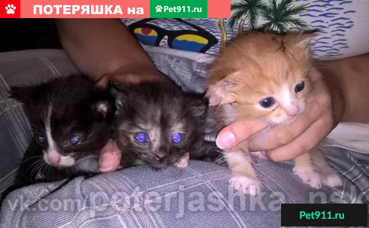 Найдены котята в Новосибирске, ищут дом | Pet911.ru