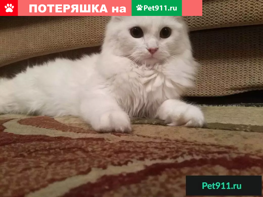 Пропала белая кошка Белла в районе ОКТЯБРЯ РЯДОМ С РЕКОЙ, Бийск | Pet911.ru