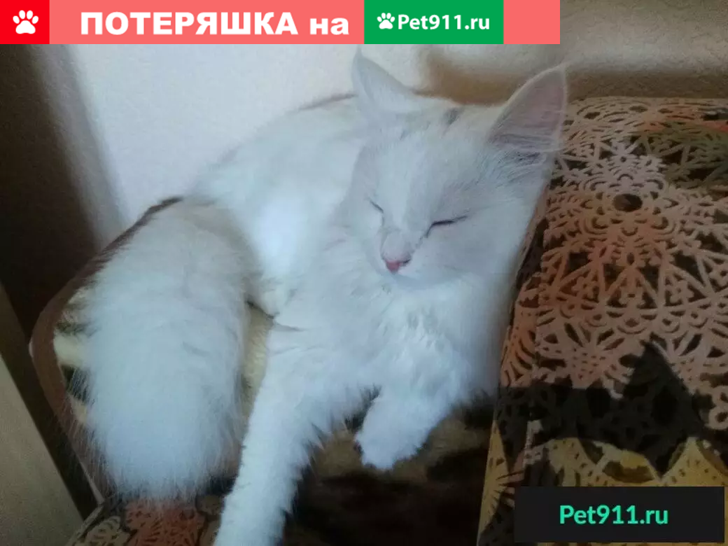 Пропала белая кошка Белла в районе ОКТЯБРЯ РЯДОМ С РЕКОЙ, Бийск | Pet911.ru