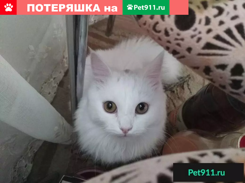 Пропала белая кошка Белла в районе ОКТЯБРЯ РЯДОМ С РЕКОЙ, Бийск | Pet911.ru