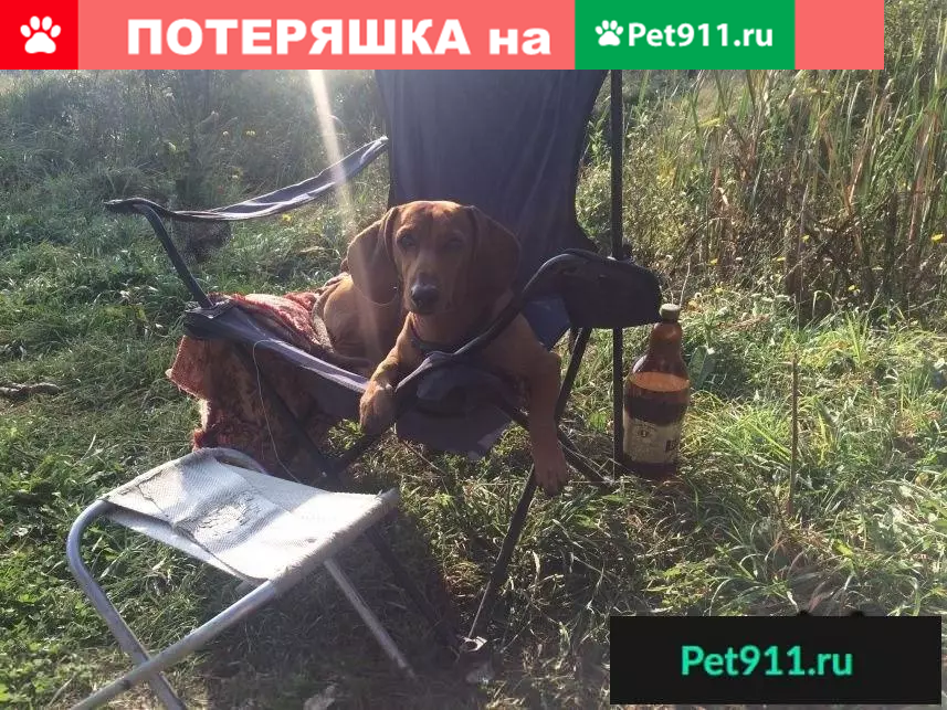 Пропала собака Тайсон в районе Старый город (Щорса) - photo