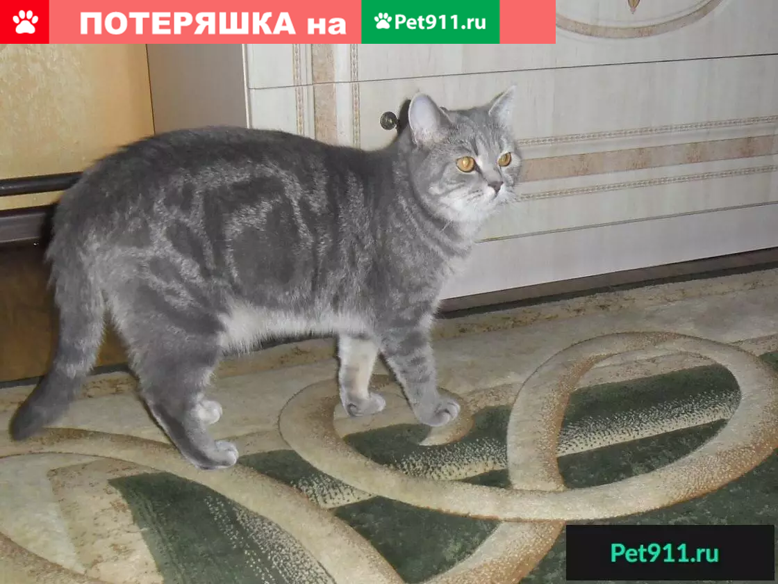 Пропала британская кошка в мкр. Девичья Сопка | Pet911.ru