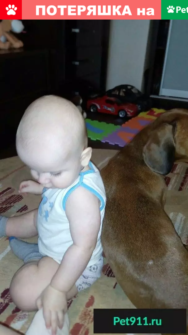 Пропал кобель Бакс в районе Рынка 