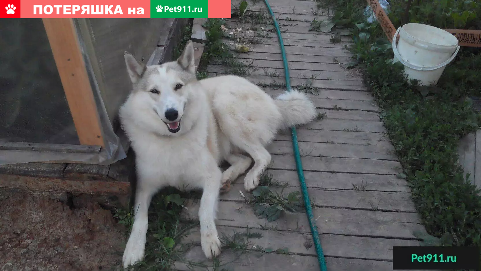 Пропал Кобель Западно-Сибирской Лайки в п. Новое Доскино | Pet911.ru