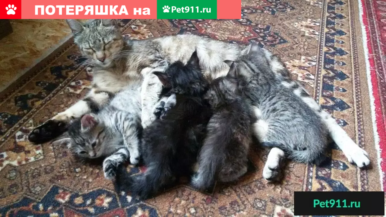 Найдена кошка в пос. Химинститут, Тверь | Pet911.ru