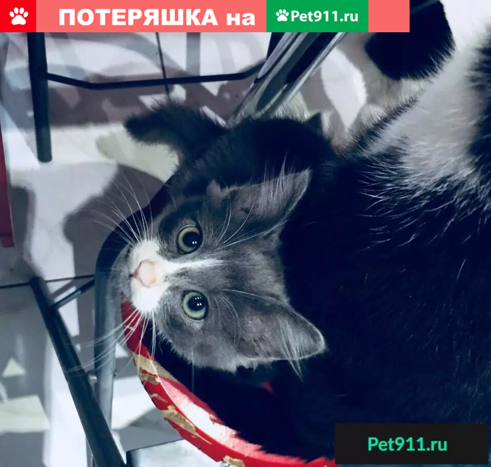 Найдена собака ищет дом в Брянске | Pet911.ru