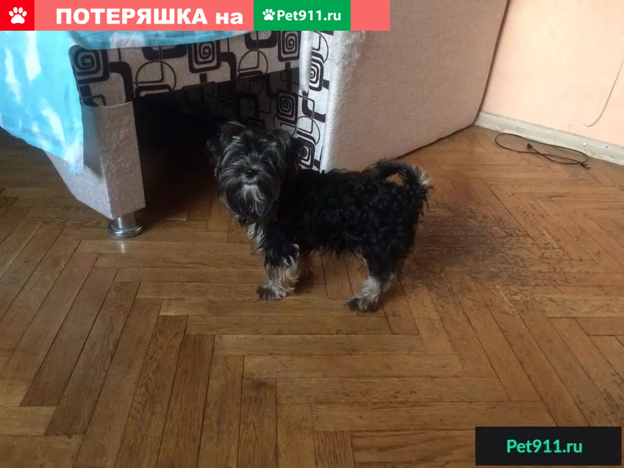 Пропала собака в районе Сокольников, Охотничья улица - photo