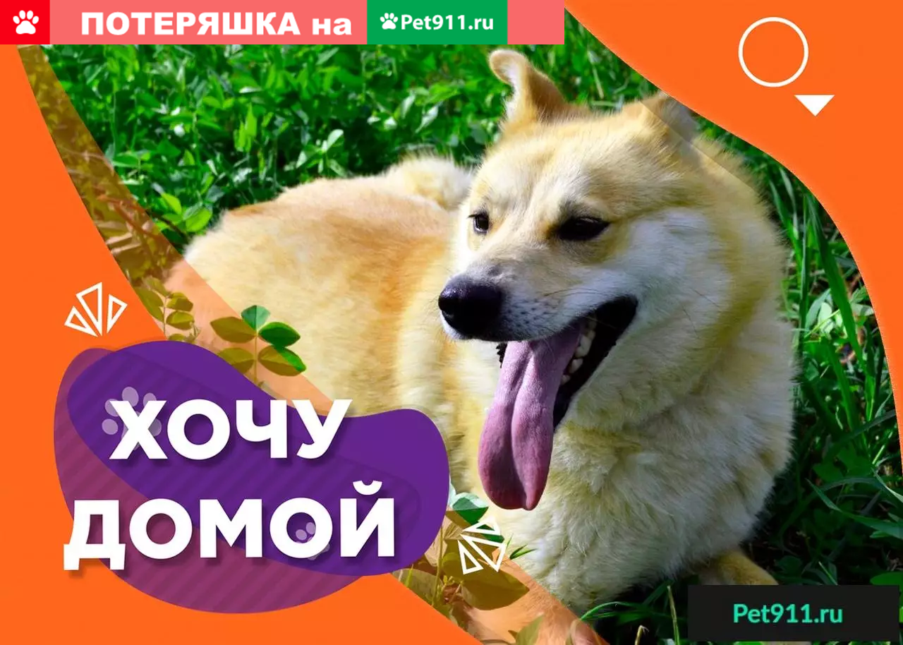 Найдена собака Лиза: позитивная и преданная. | Pet911.ru