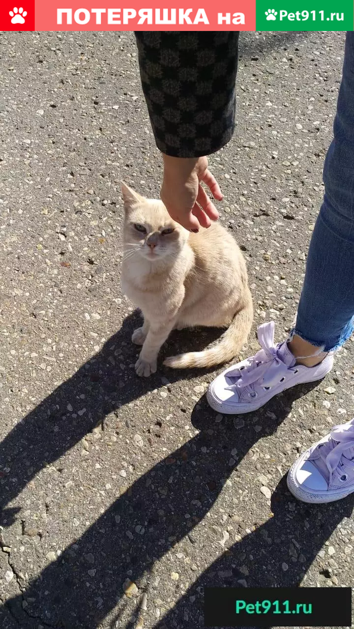 Пропала кошка в деревне Лешково, Московская область | Pet911.ru